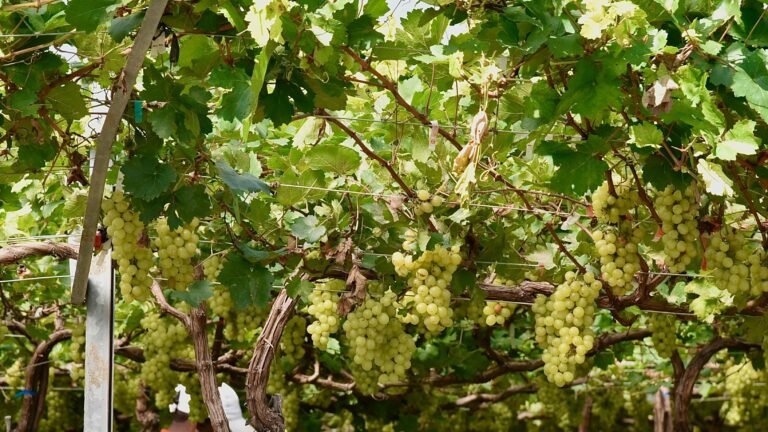 Agricultura inicia cosecha de uvas de mesa en San Juan
