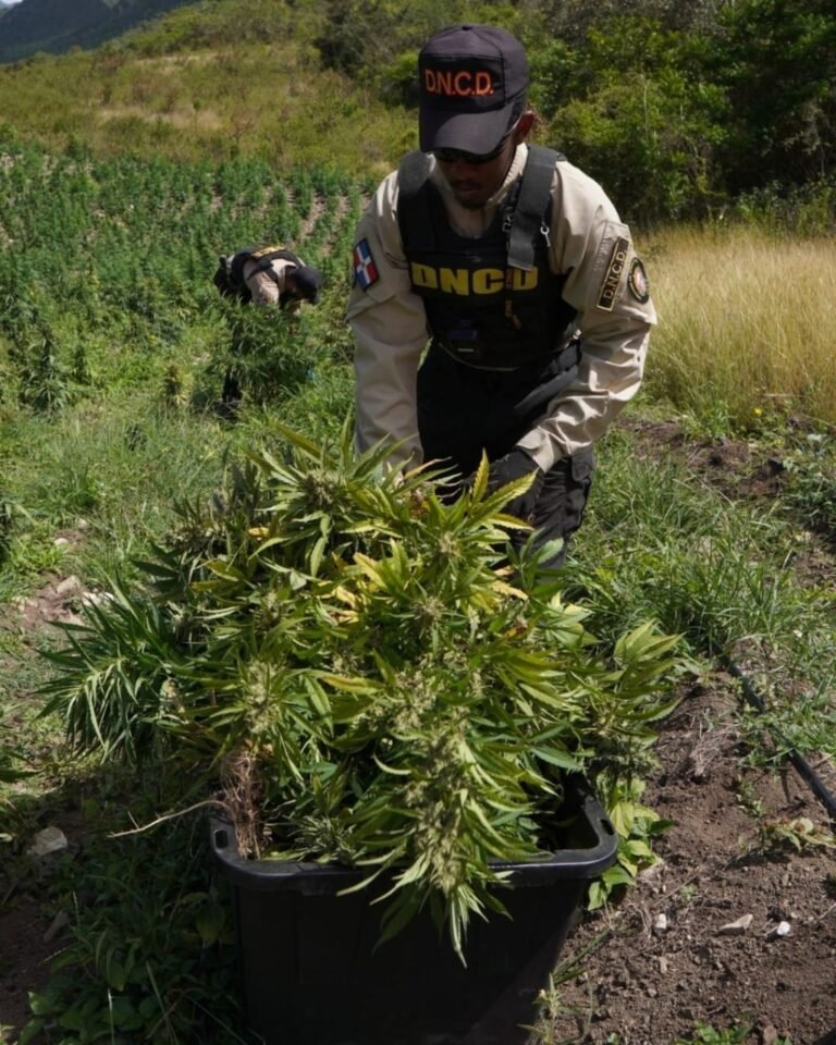 Desmantelan plantación con más de 3,000 plantas de marihuana en Ocoa